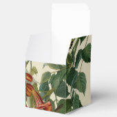 Ballotins Audubon Throsé de colibri (Ouvert)