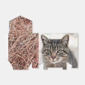 Ballotins Ballotin des aiguilles de pin (Déplié)