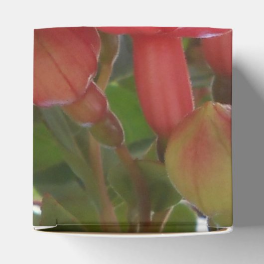 Ballotins Bashkirtseff (Haut)