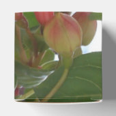 Ballotins Bashkirtseff (Haut)