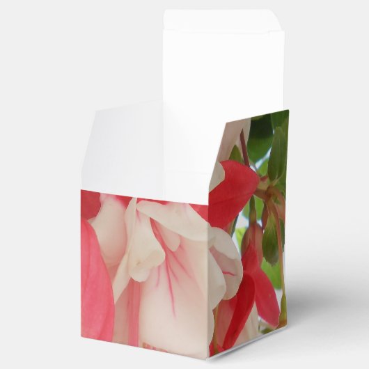 Ballotins Bashkirtseff (Ouvert)