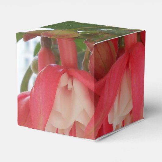 Ballotins Bashkirtseff (Arrière)