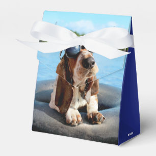 Ballotins Basset Hound Dans Les Lunettes De Soleil