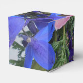 Ballotins Bodichon (Arrière)