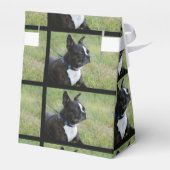 Ballotins Boston Terrier (Arrière)