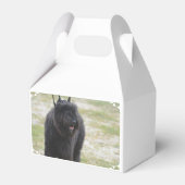 Ballotins Bouviers des Flandres (Arrière)