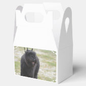 Ballotins Bouviers des Flandres (Ouvert)