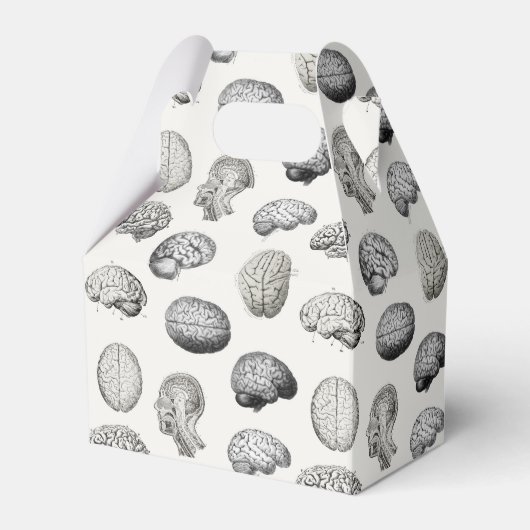 Ballotins Brain Anatomy Biology Illustrations (Verso)