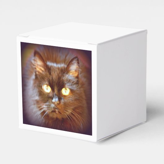 Ballotins chat noir (Verso)
