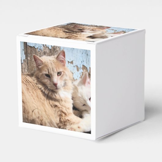 Ballotins Chats (Verso)