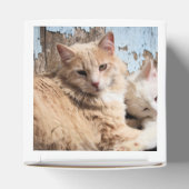 Ballotins Chats (Haut)