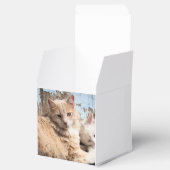 Ballotins Chats (Ouvert)