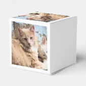 Ballotins Chats (Arrière)