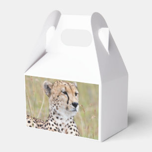 Ballotins Cheetah