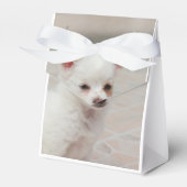 Ballotins Chihuahua chippy dans un jardin (Verso)