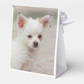 Ballotins Chihuahua chippy dans un jardin (Arrière)