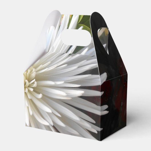 Ballotins Claricia (Verso)