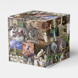 Ballotins Collage photo de Meerkat,