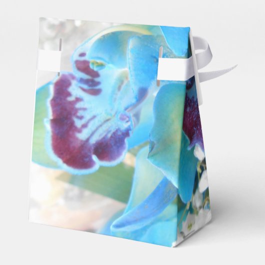 Ballotins Donella (Arrière)