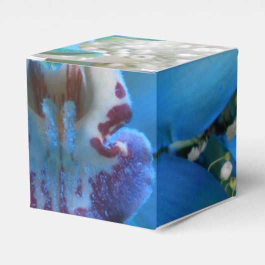 Ballotins Donella (Verso)