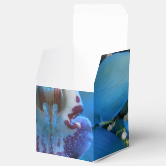 Ballotins Donella (Ouvert)