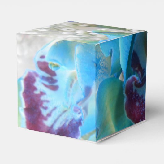 Ballotins Donella (Arrière)