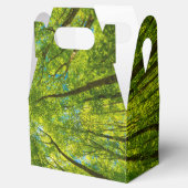 Ballotins En regardant à travers les feuilles d'arbres verts (Ouvert)