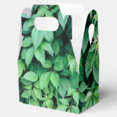 Ballotins Feuilles de raisins verts (Ouvert)