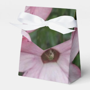Ballotins Fleur rose étoile (Nicotanie)