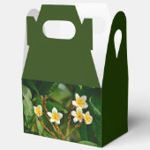 Ballotins Frangipani jaune (Ouvrir)