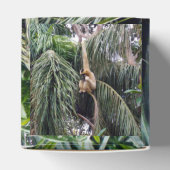 Ballotins Gibbon Monkey Just Chillin, Favoriser Party Box (Haut)