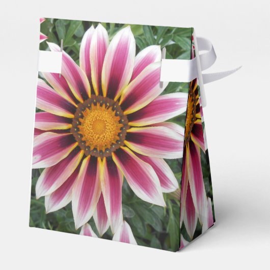 Ballotins Hereford (Arrière)