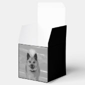Ballotins IcelandicSheepdog20151203 (Ouvert)