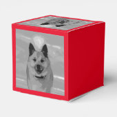 Ballotins IcelandicSheepdog20151203 (Arrière)