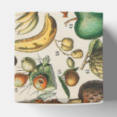 Ballotins Illustration scientifique végétale des fruits (Haut)