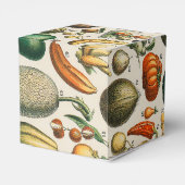 Ballotins Illustration scientifique végétale des fruits (Arrière)