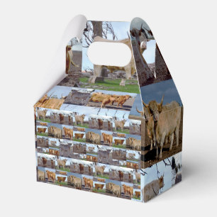 Ballotins La gloire des Highlands : un collage photo de vach