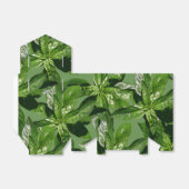 Ballotins Les feuilles De Basil Favorisent Les Boîtes De Ten (Déplié)