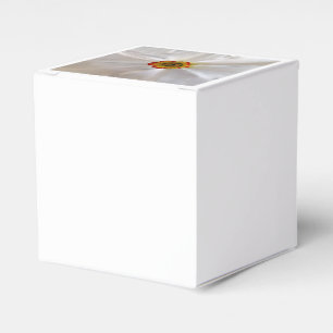 Ballotins narcisse blanche perle