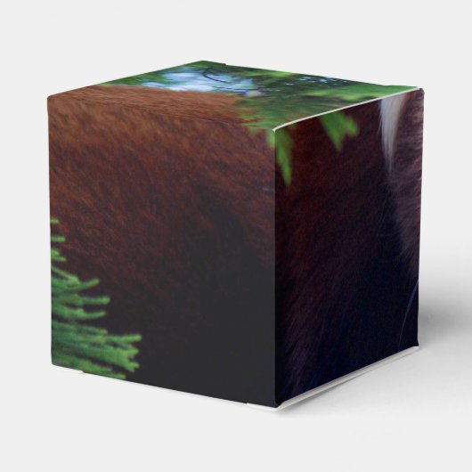 Ballotins Panda rouge (Arrière)