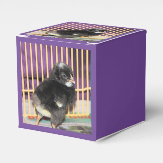 Ballotins Pep (Verso)