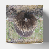 Ballotins Photo native Australian Wild Echidna (Haut)