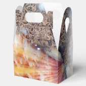 Ballotins Photographie des coquillages (Ouvert)