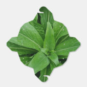 Ballotins Plante vert Sortir Ballotin (Déplié)