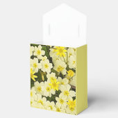 Ballotins Primroses jaunes printanières (Ouvert)