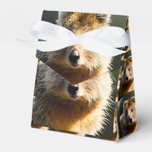 Ballotins Quinton Le Quokka Roux, Boîte de Tente Faveur
