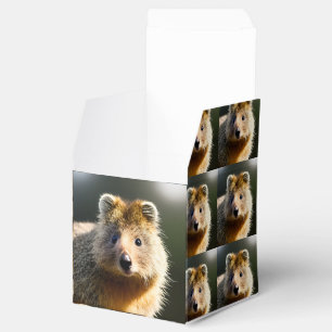 Ballotins Quinton The Ginger Quokka, Ballotin
