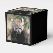 Ballotins Red_Panda_2015_0311 (Verso)