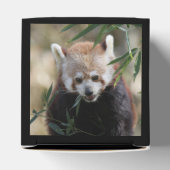 Ballotins Red_Panda_2015_0311 (Haut)
