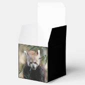 Ballotins Red_Panda_2015_0311 (Ouvert)